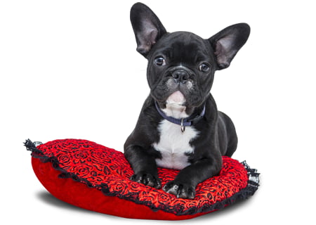 Calcular Seguros de Perros